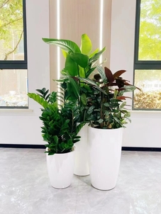 超惊喜！杭州湾花木租赁价格超划算！